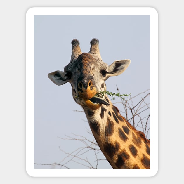 Maasai or Masai, Giraffe, Serengeti, Tanzania Sticker by Carole-Anne